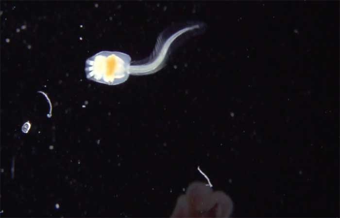 Pequenos seres da vida marinha são destaques em série do Projeto Coral Vivo