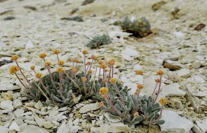 Nos EUA, flor está ameaçada por mineração de lítio para baterias
