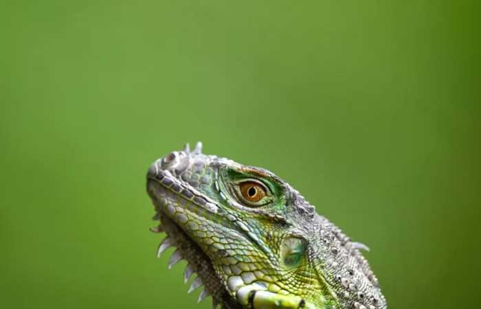 O fenômeno que explica por que iguanas estão caindo das árvores no sul da Flórida