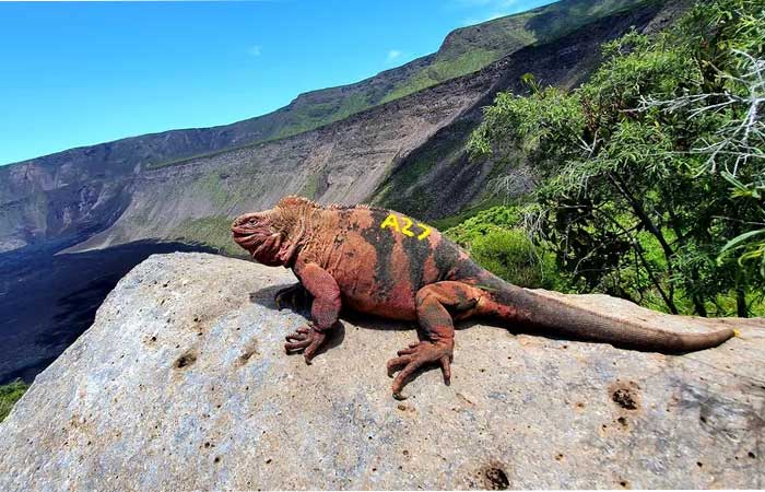 Pela 1ª vez na história, cientistas encontram ninhos e filhotes de iguana-rosa, espécie ameaçada de extinção