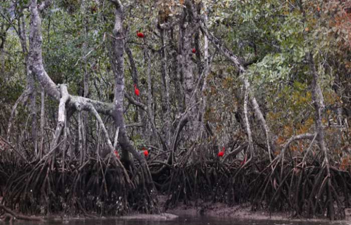 Recheados de “carbono azul”, manguezais ganham destaque no combate às mudanças climáticas