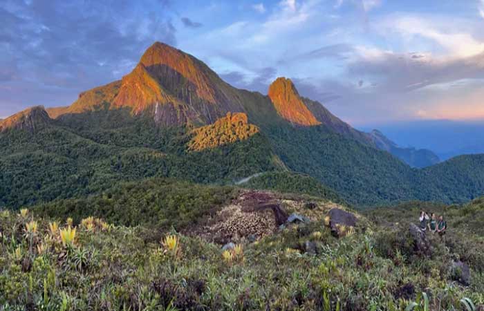 Entre sapos cantantes e bromélias gigantes: cientistas descobrem novas espécies em montanhas isoladas da Amazônia