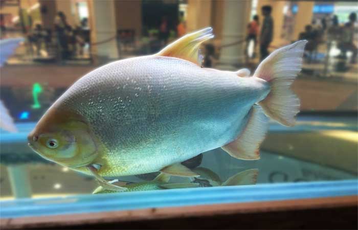 Inteligência artificial brasileira ajuda na reprodução de peixes