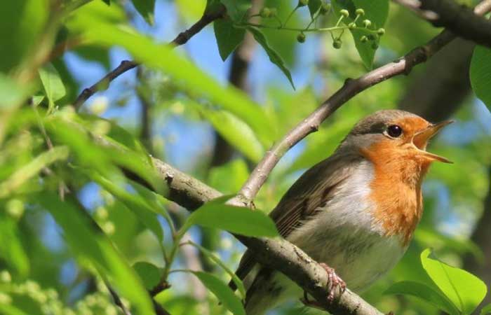Observação de pássaros: os surpreendentes benefícios para a saúde dessa prática cada vez mais comum