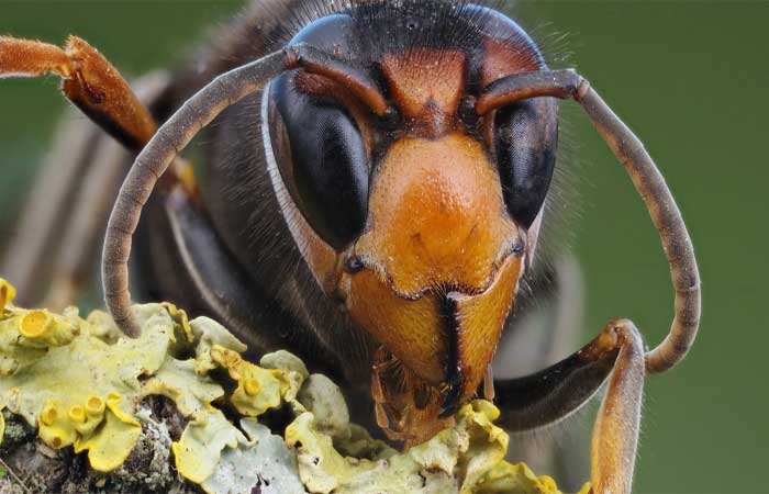 Uma única rainha causou uma invasão de vespas asiáticas na Europa