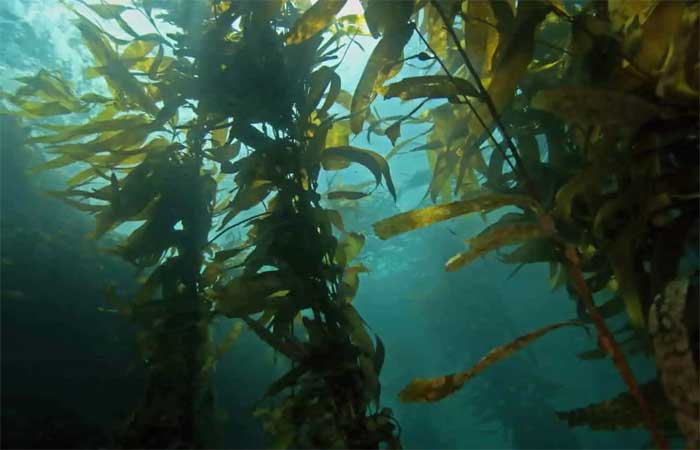 Enormes florestas subaquáticas de algas podem ser a chave para salvar o planeta da crise climática