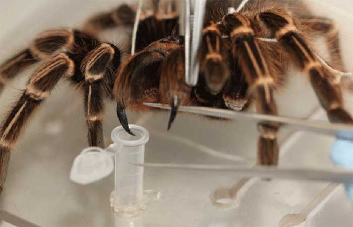 Toxinas produzidas por aranha da Amazônia têm potencial para criação de novos fármacos e inseticidas