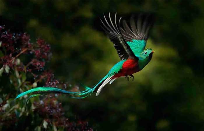 Quetzal brilhante, a ave espetacular da antiga Mesoamérica reverenciada pelos maias e astecas