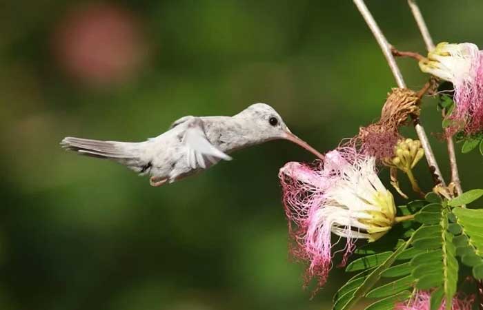 Beija-flor com plumagem rara é registrado em reserva de proteção no Sul da Bahia