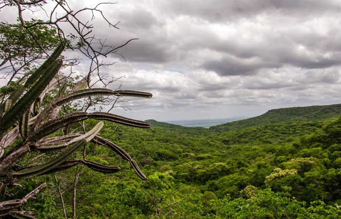 Comunidades se engajam na conservação dos serviços ecossistêmicos da Caatinga