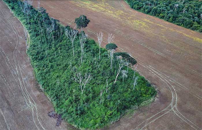 38% da floresta amazônica sofre com degradação por ação humana