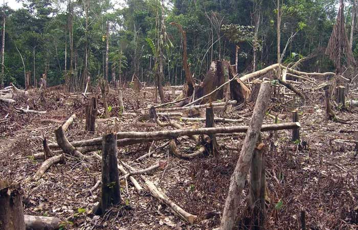 A Amazônia tem salvação? Cientistas temem ponto crítico para a floresta