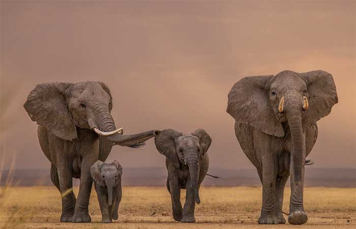 Como a extinção de elefantes pode piorar o aquecimento global