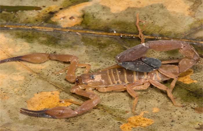 Quais são os escorpiões mais perigosos da América do Sul