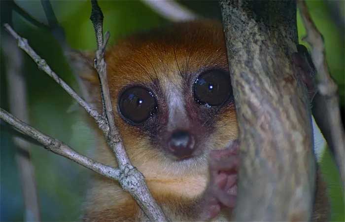 Pegada humana: 23 milhões de anos de evolução animal estão ameaçados em Madagascar