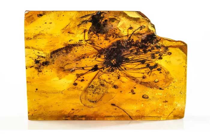 Pesquisa sobre maior flor de âmbar já encontrada revela detalhes sobre passado da Terra