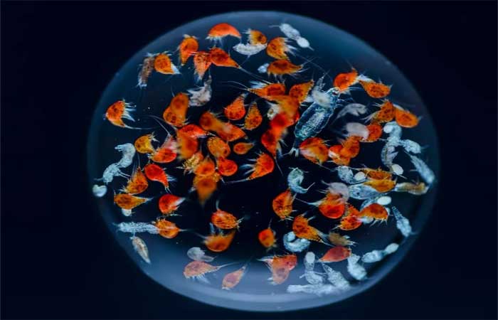 Fotos revelam quantidade de vida existente dentro de uma única gota de água do mar