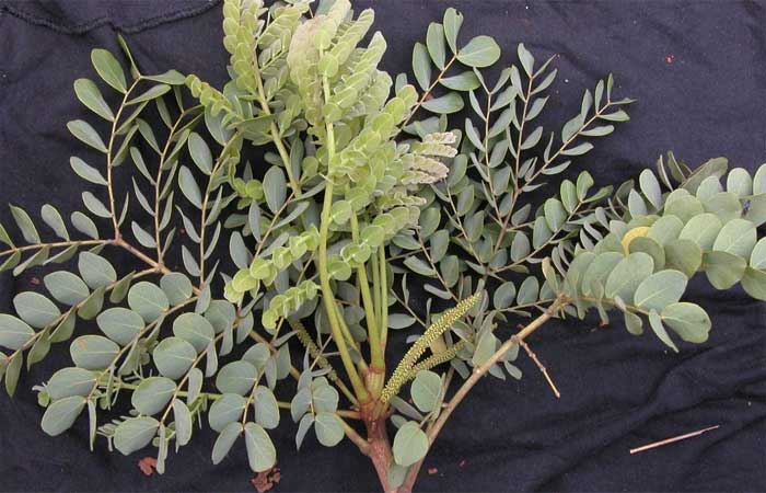 Estudo encontra dez novas espécies de leguminosas nativas da região neotropical