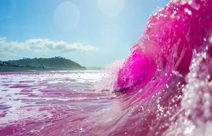 Entenda por que o mar ficou cor-de-rosa em San Diego, na Califórnia