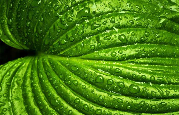 Como a química explica o amor das plantas pela água da chuva