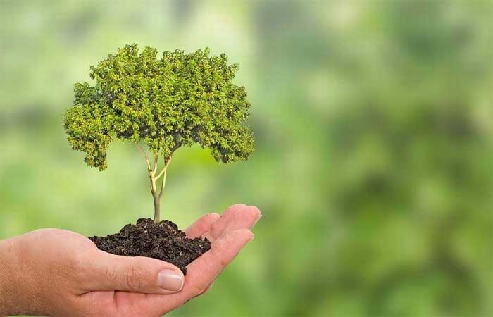 5àsec promove ação que prevê plantio de 4 mil mudas de árvores nativas brasileiras