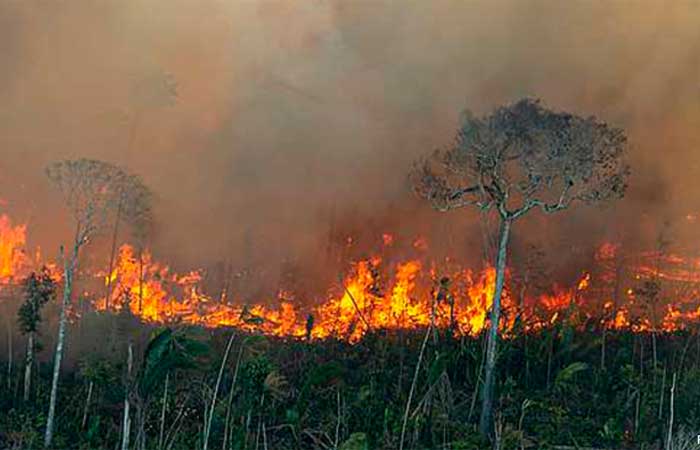 Destruição da Amazônia será “catastrófica” para o planeta, alertam cientistas