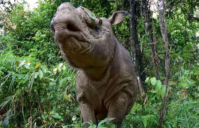 Cientistas tentam salvar rinoceronte-de-sumatra do risco de extinção