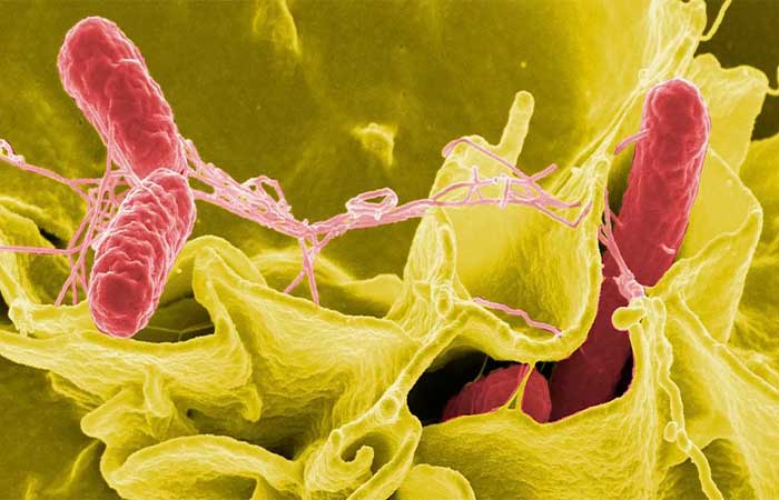 Cientistas descobrem mecanismo usado pela salmonela contra a microbiota intestinal