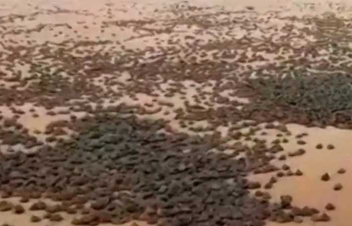 Milhares de tartarugas nascem na fronteira do Brasil com a Bolívia