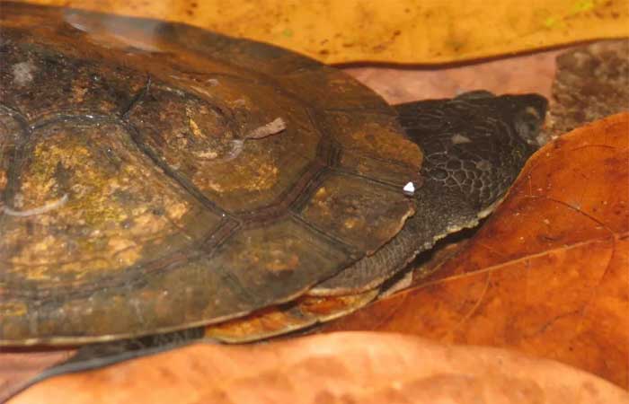 Conheça a nova espécie de tartaruga, encontrada no sudeste do Pará