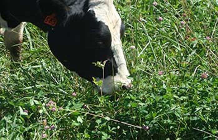 Forrageiras para produção de leite a pasto – Turma 01/2023