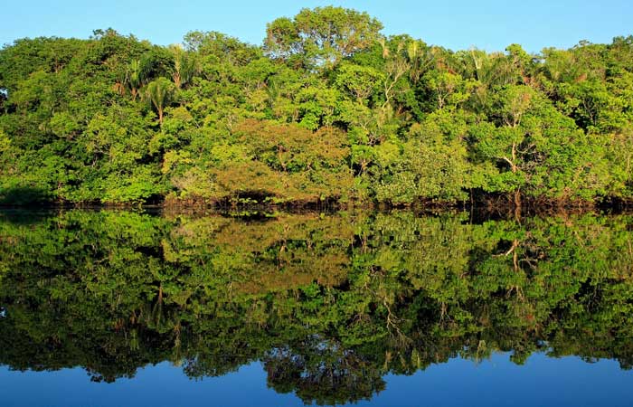 Amazônia: Futuro é agregar a produção limpa e regenerativa, com a viabilidade econômica