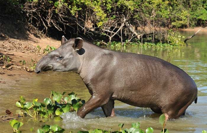 Expedição vai em busca das razões da extinção da anta na Caatinga