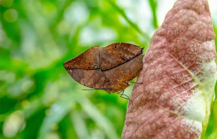 Natureza maravilhosa: a borboleta que parece uma folha seca para escapar de seus predadores