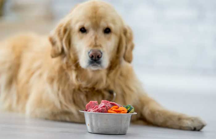 Alimentação natural previne doenças gastrointestinais em cães, diz estudo