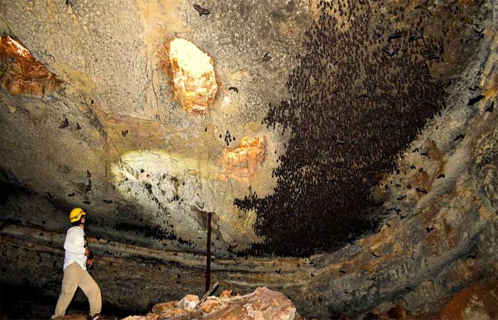 Morcegos do Nordeste: expedição mapeia colônias de espécies endêmicas do sertão potiguar