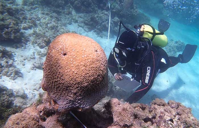 Cientistas e comunidade se unem pela conservação marinha na Ilha de Itaparica