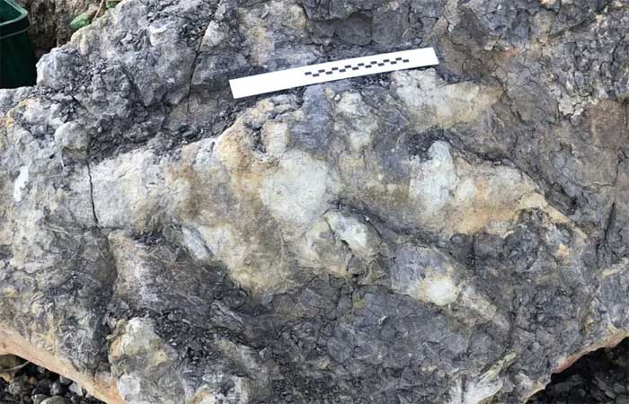 Arqueóloga descobre por acaso pegada de dinossauro de 166 milhões de anos