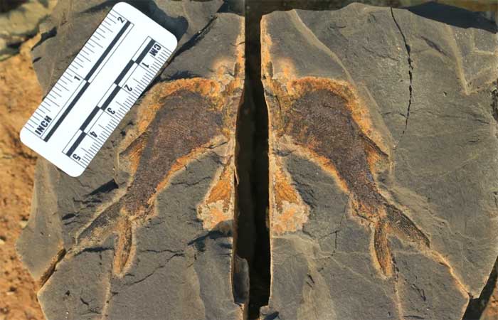 Fósseis revelam rápida recuperação da vida após extinção há 250 milhões de anos