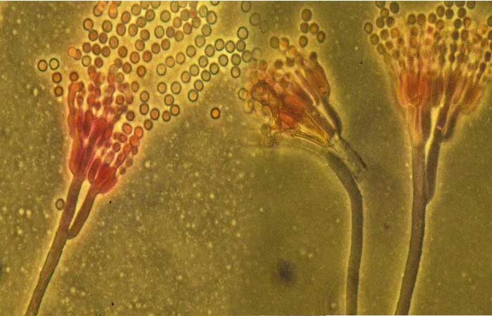Fungos mágicos: como esses seres ajudam a moldar a vida no planeta e podem influenciar nossa rotina