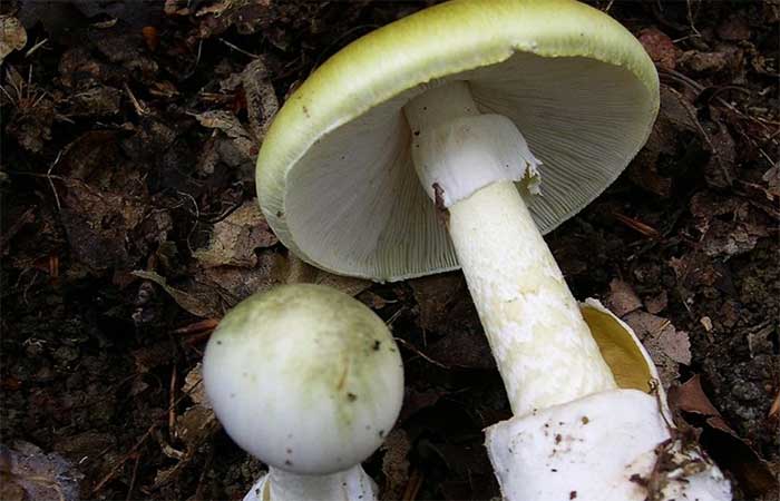 Cogumelo venenoso se reproduz mais rápido do que os cientistas imaginavam