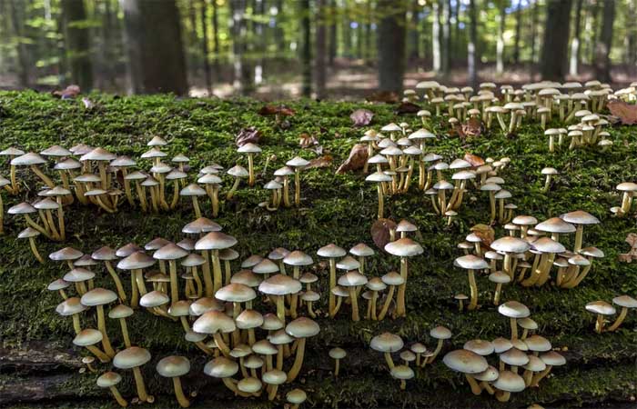 Entenda o que série “The Last of Us” acerta sobre os fungos em um mundo em aquecimento