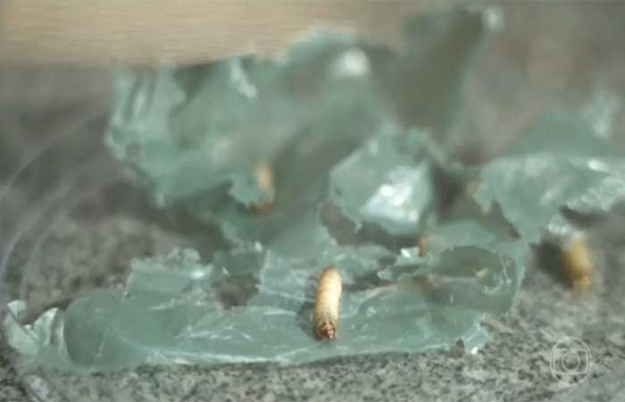 Larvas ajudam a decompor plástico, mostra pesquisa da Unesp