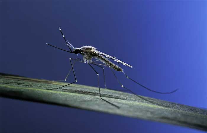Mudanças climáticas contribuem para disseminar malária na África