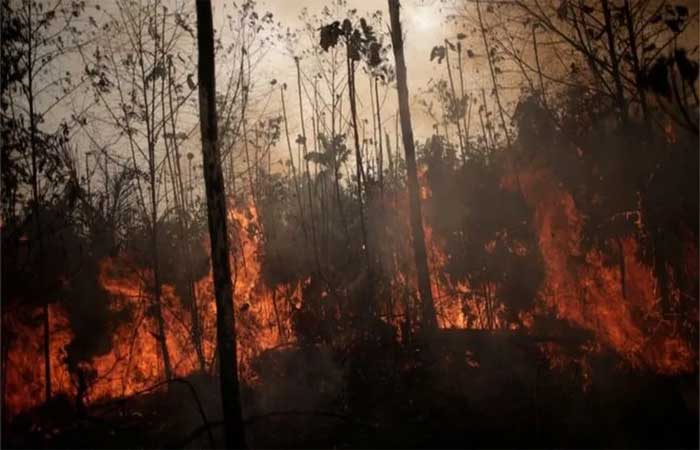 Fogo, seca e corte seletivo degradam 38% da Amazônia, e pesquisador cobra esforço global para salvar floresta