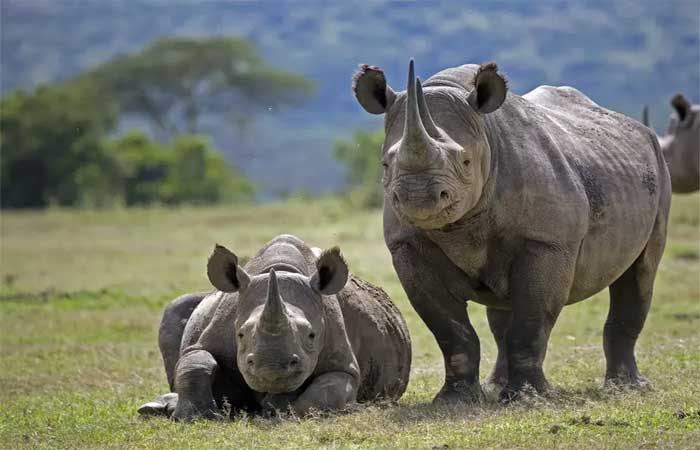 Número de rinocerontes, elefantes e outros animais aumenta em Uganda após políticas de conservação da fauna