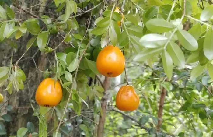 Duas espécies inéditas de árvores frutíferas são descobertas em parque da Região Metropolitana do Rio