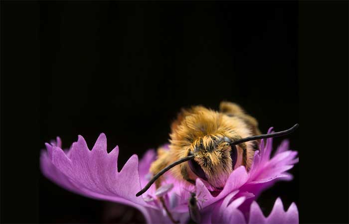 Aumento da temperatura também aumenta impacto de pesticidas nas abelhas