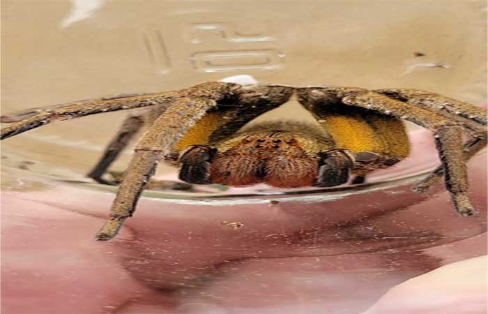 Aranha com veneno mortal e que salta até 40cm de distância quando ameaçada é capturada em casa de SC