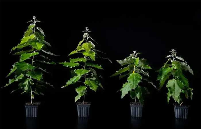 Árvores geneticamente modificadas podem capturar mais carbono
